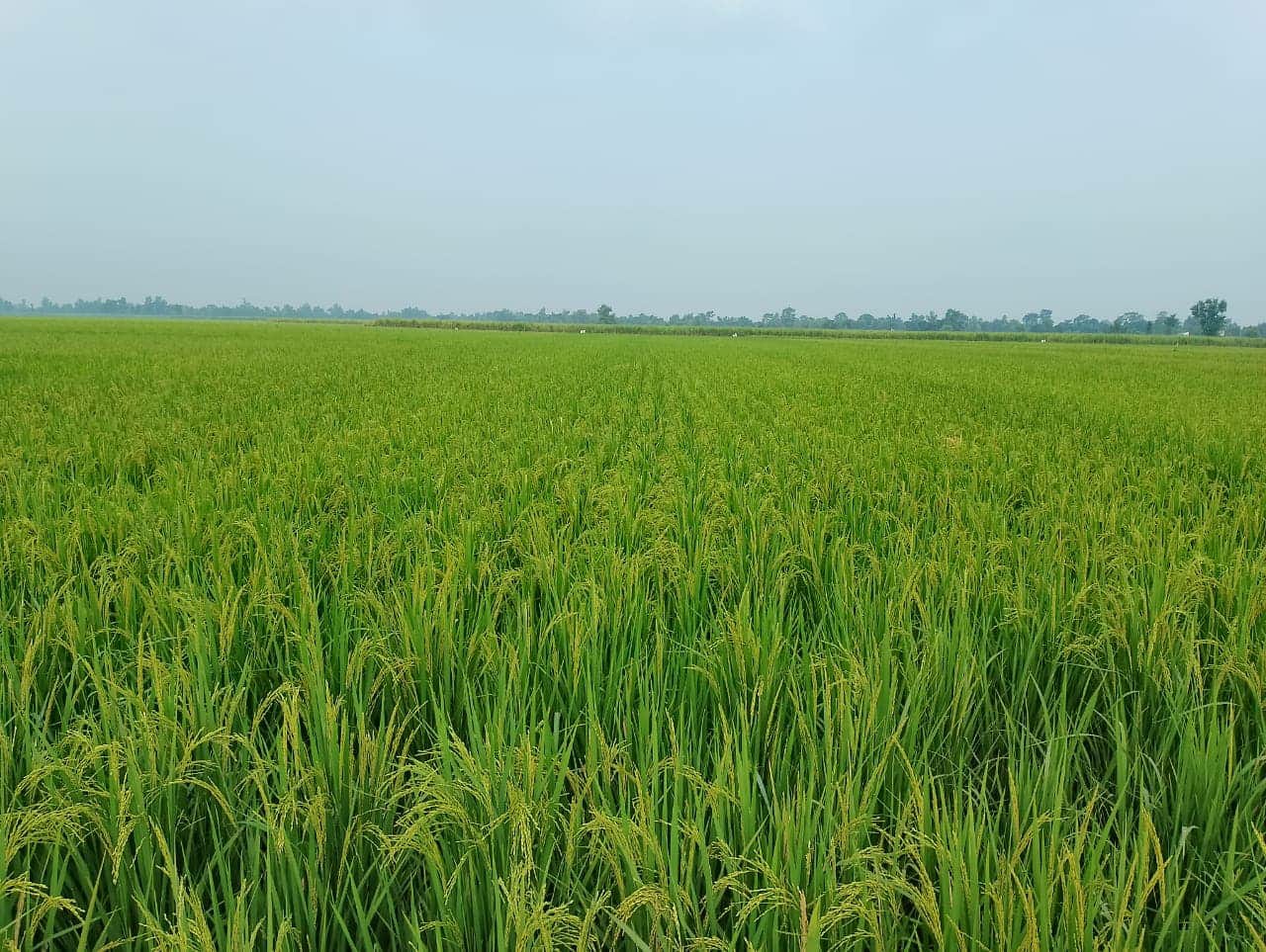 धानमा बेरुवा खैरे थोप्लो र सेतो झिँगाको प्रकोप बढ्दै, किसान चिन्तित