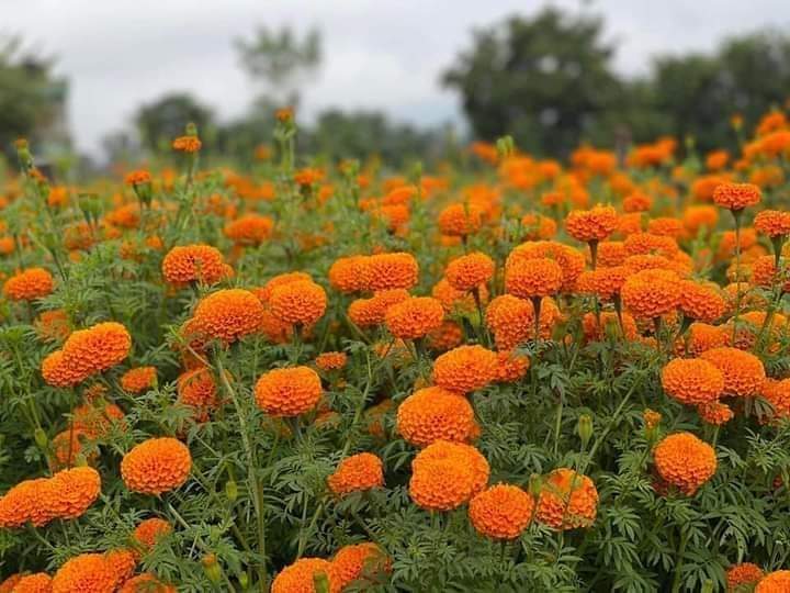 फुलखेतिमा रमाउदै चर्तिमगर