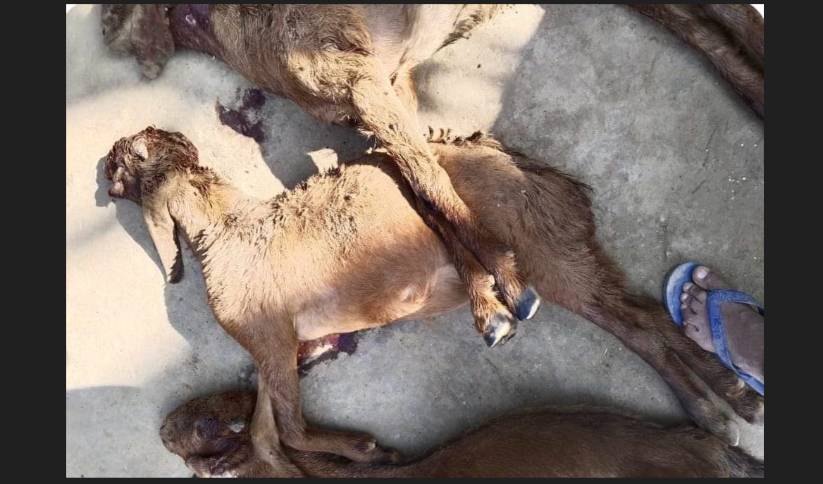 बाघले सात खसी–बाख्रा मार्‍यो