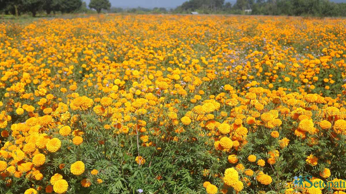 तिहारमा प्लाष्टिकको फूलका माला बिक्री गर्नेलाई कारबाही हुने