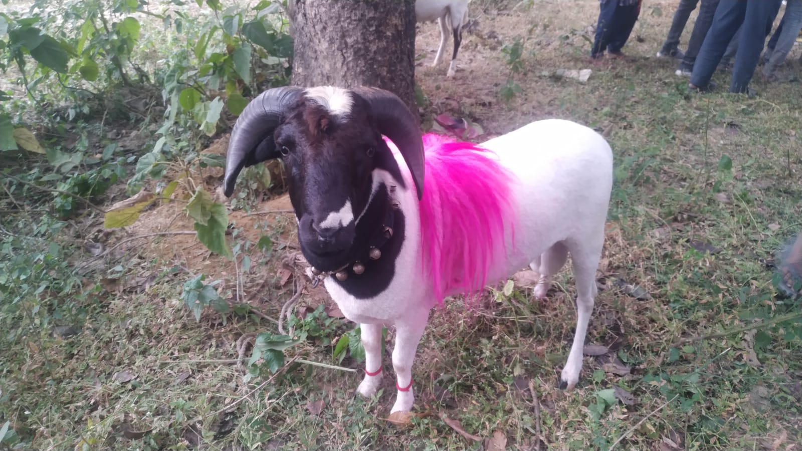 गुरुवागाउँमा लाग्ने मेलामा भेडा जुधाउने ऐतिहासिक परम्परा